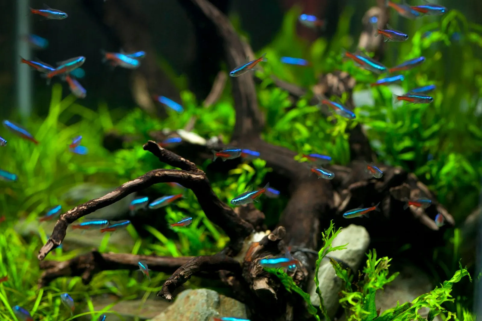 How to Arrange Rocks and Driftwood in an Aquarium
